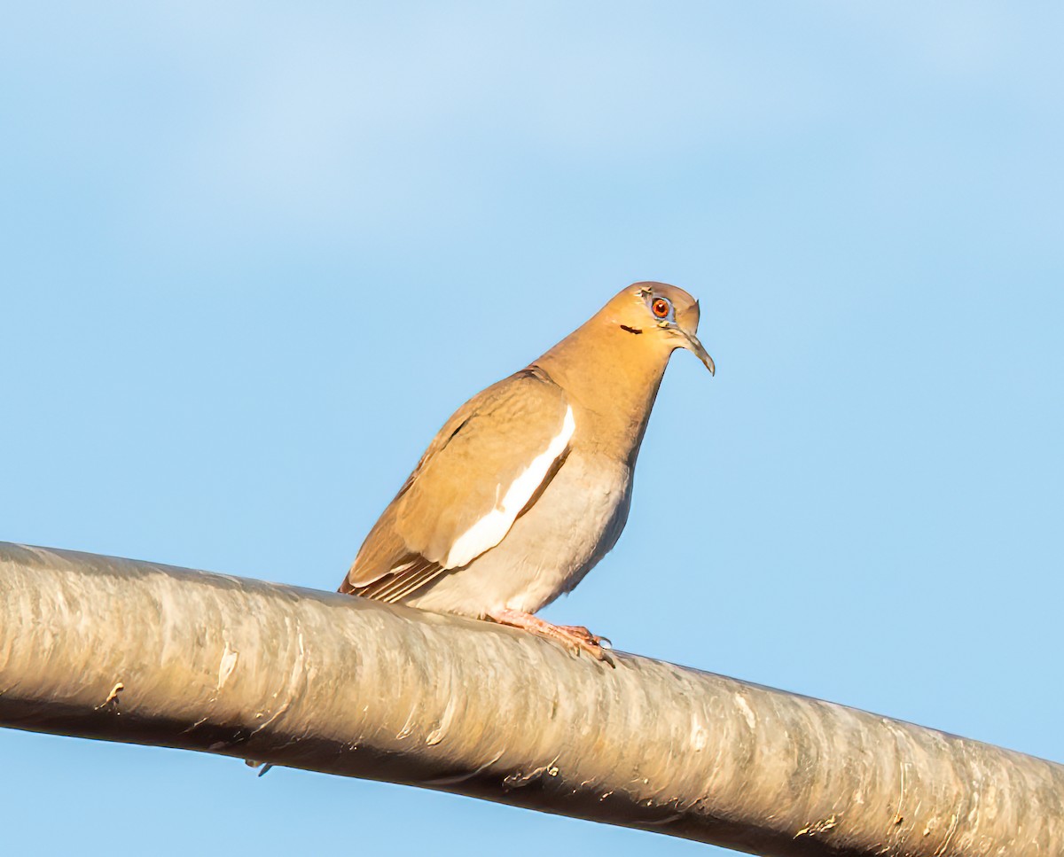 White-winged Dove - ML614779602