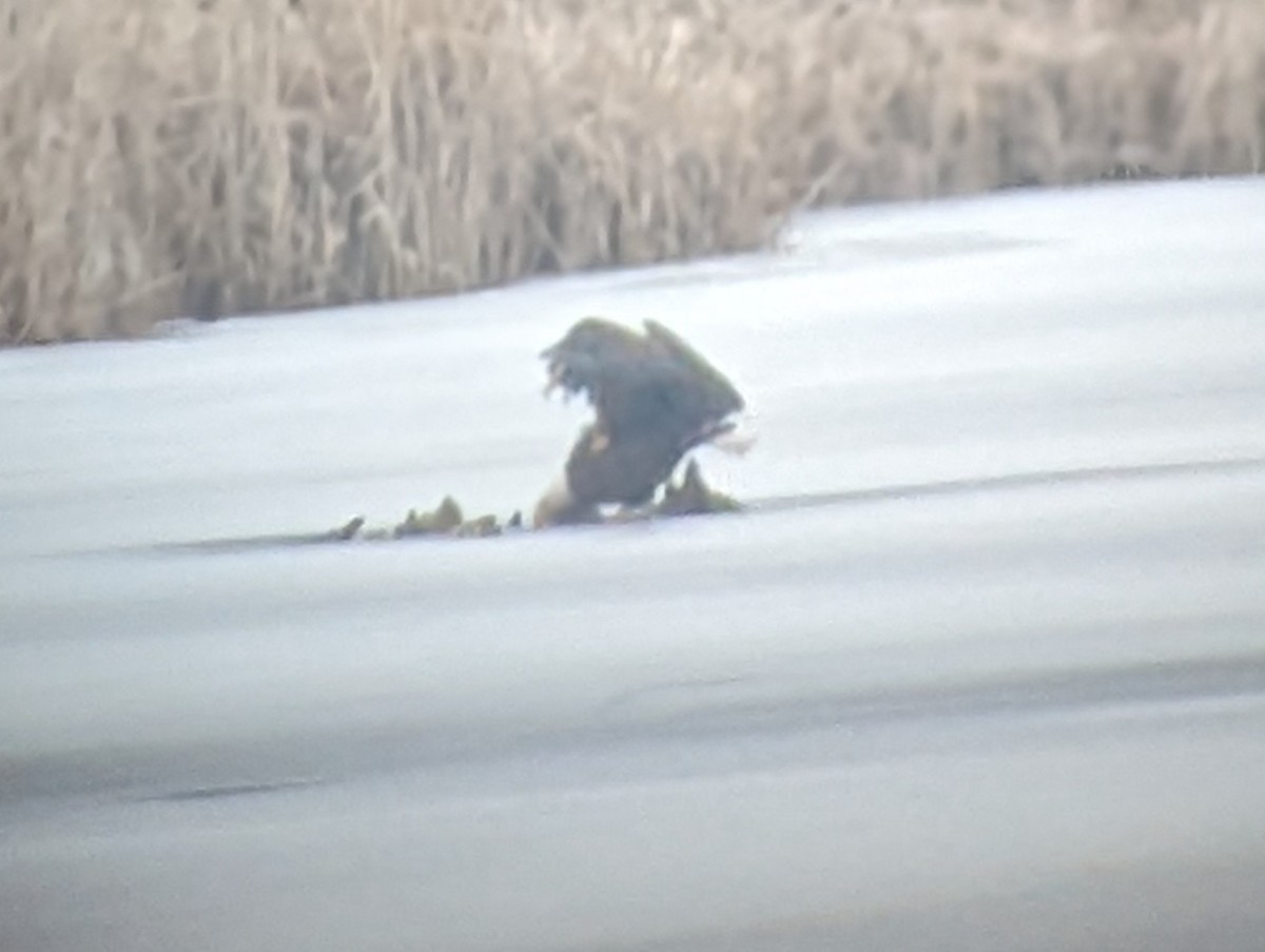 Bald Eagle - Jeff  Bahls