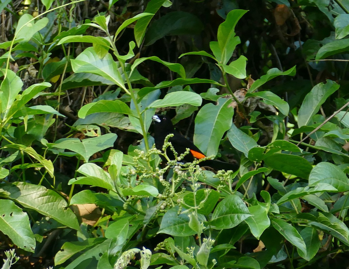 Flame-rumped Tanager (Flame-rumped) - Jens Thalund