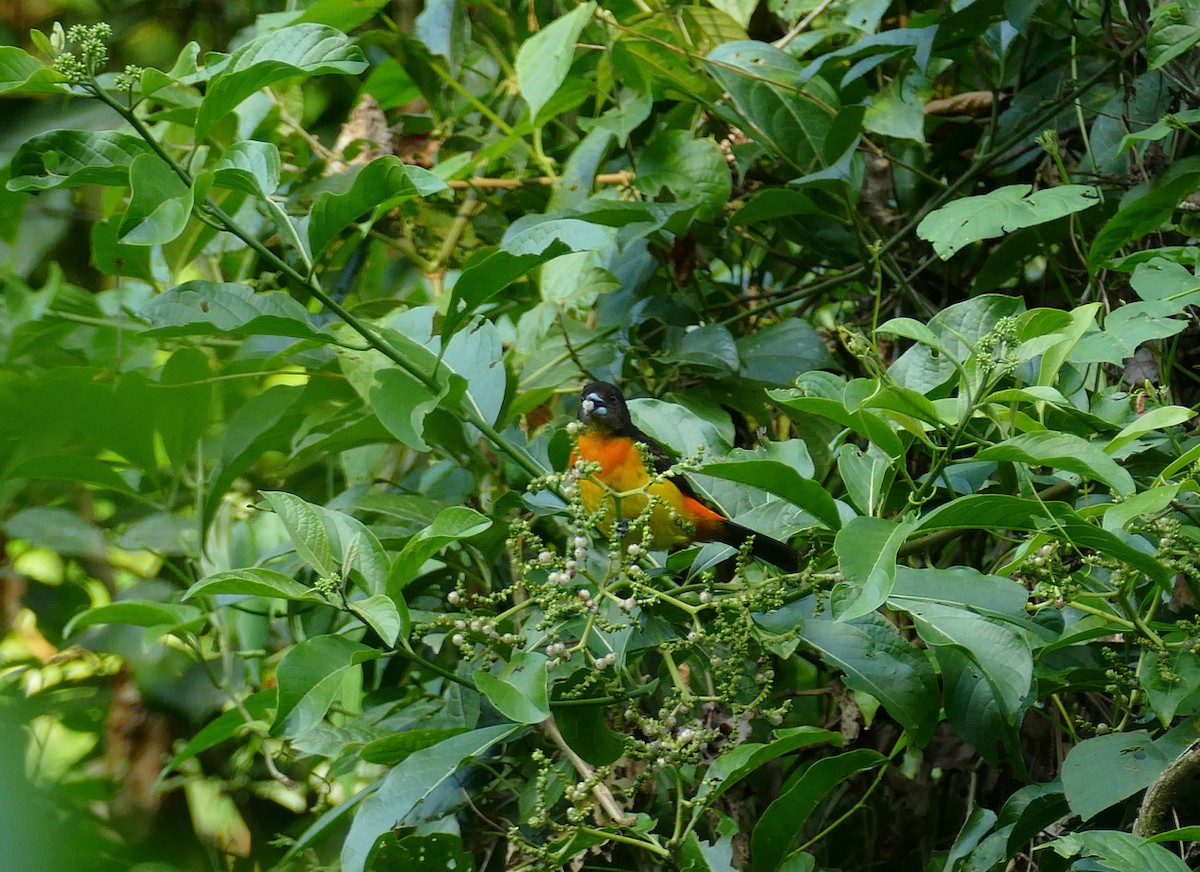 Flame-rumped Tanager (Flame-rumped) - Jens Thalund