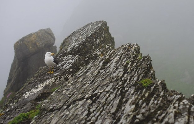 Lesser Black-backed Gull - ML614779714