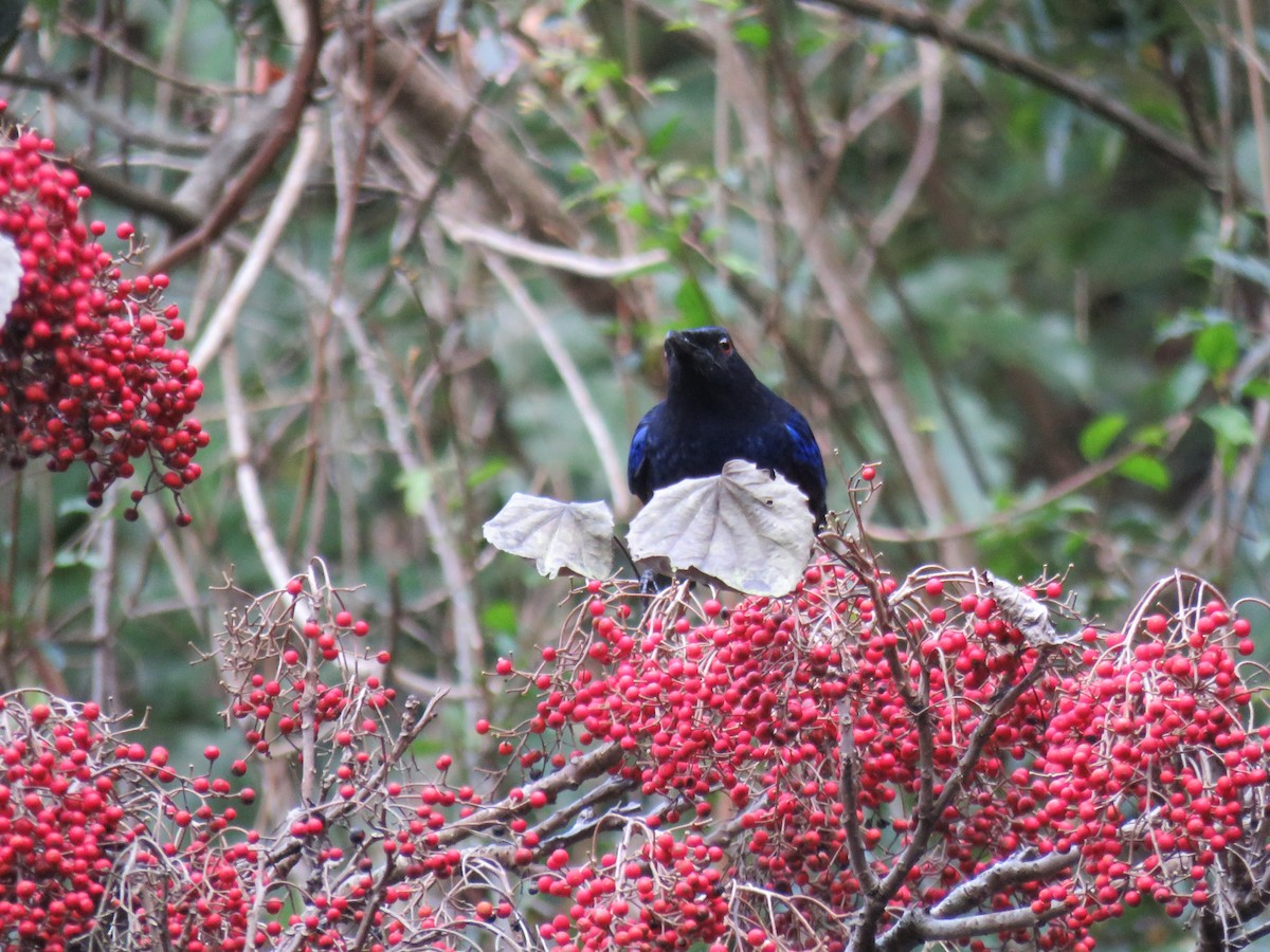 Taiwan Whistling-Thrush - ML614779766