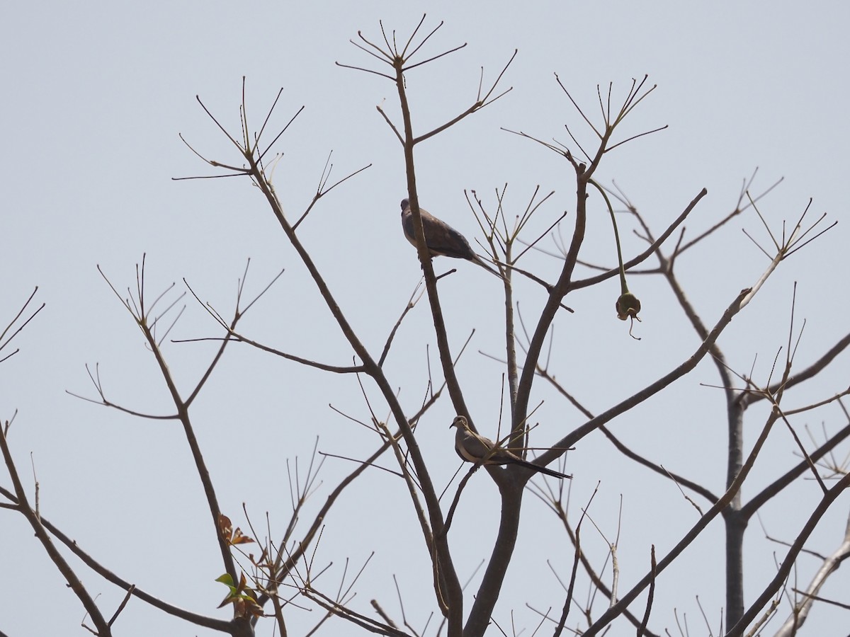 Namaqua Dove - ML614779777