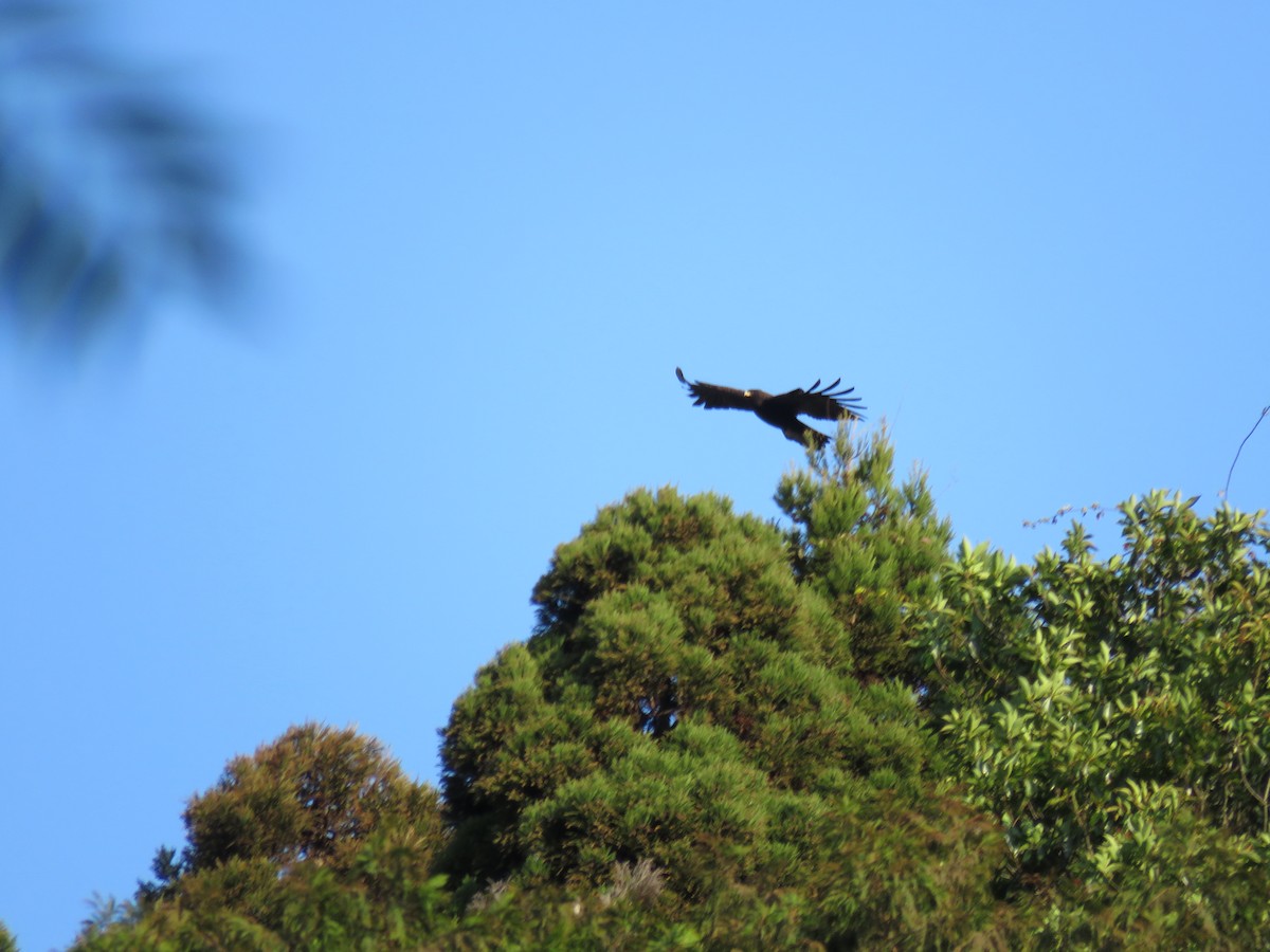 Águila Milana - ML614779821