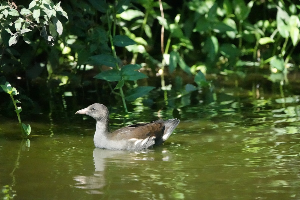 Eurasian Moorhen - ML614779837