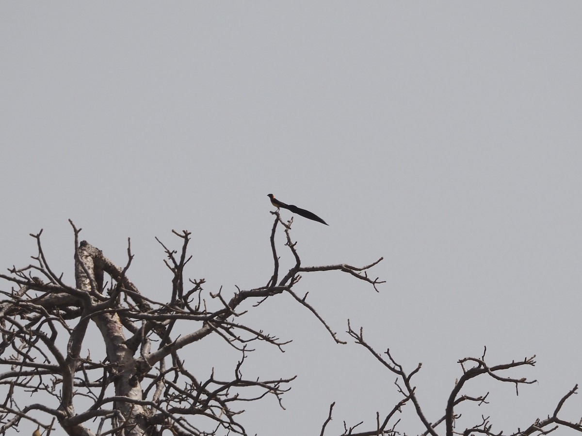 Exclamatory Paradise-Whydah - ML614779845