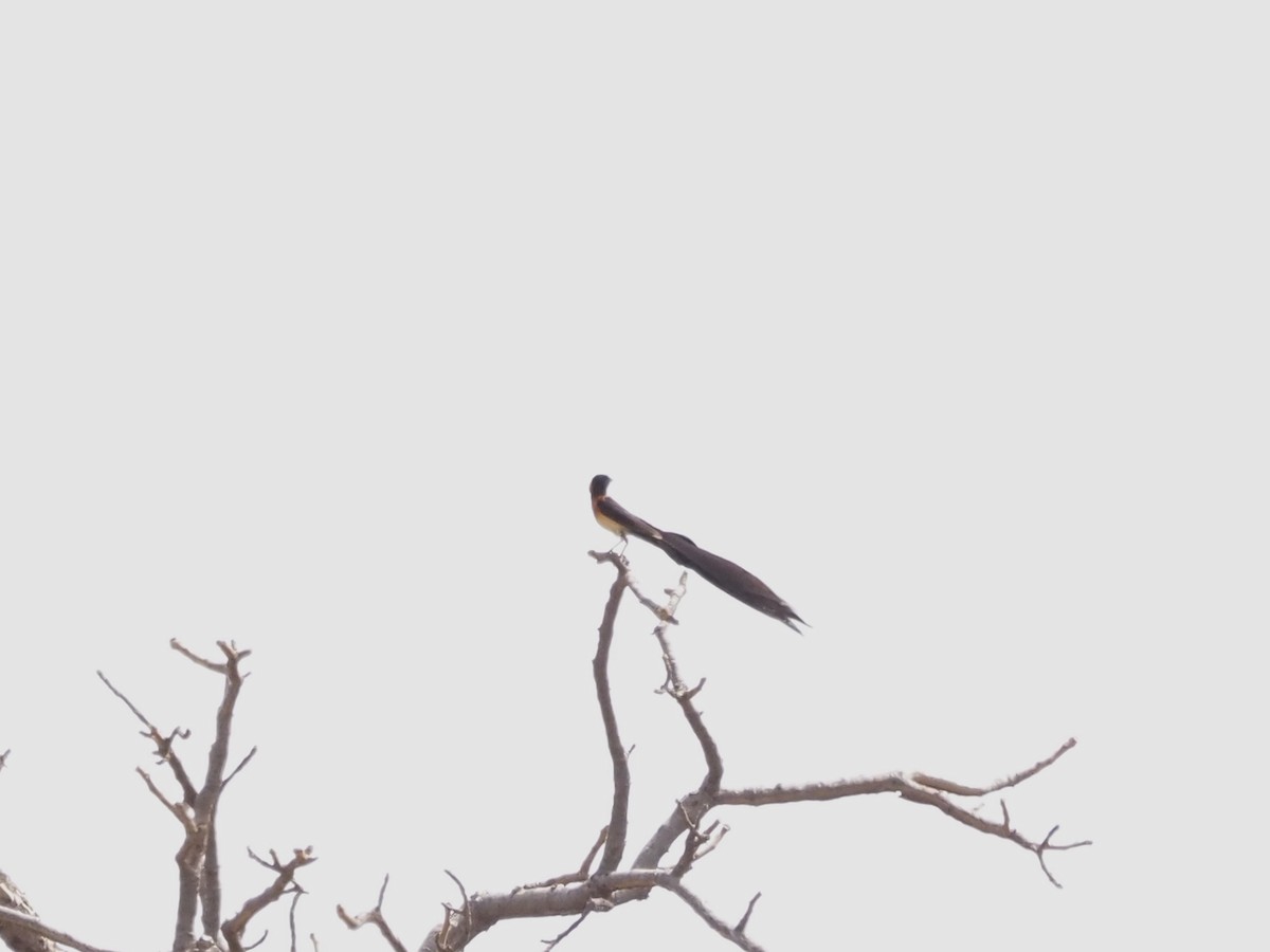 Exclamatory Paradise-Whydah - ML614779846