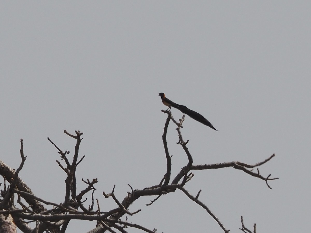 Exclamatory Paradise-Whydah - ML614779847