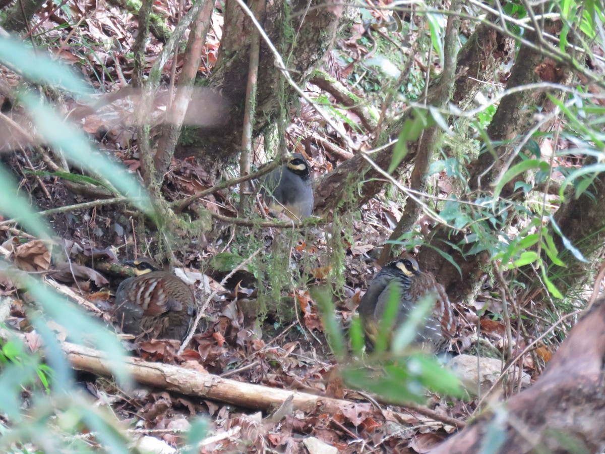 Taiwan Partridge - ML614779874