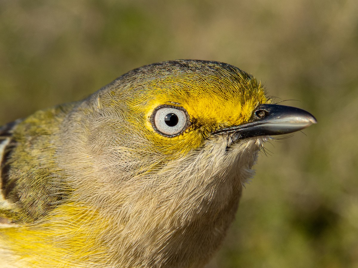 Ak Gözlü Vireo - ML614779890