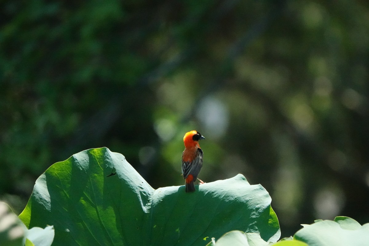 Southern Red Bishop - ML614779933