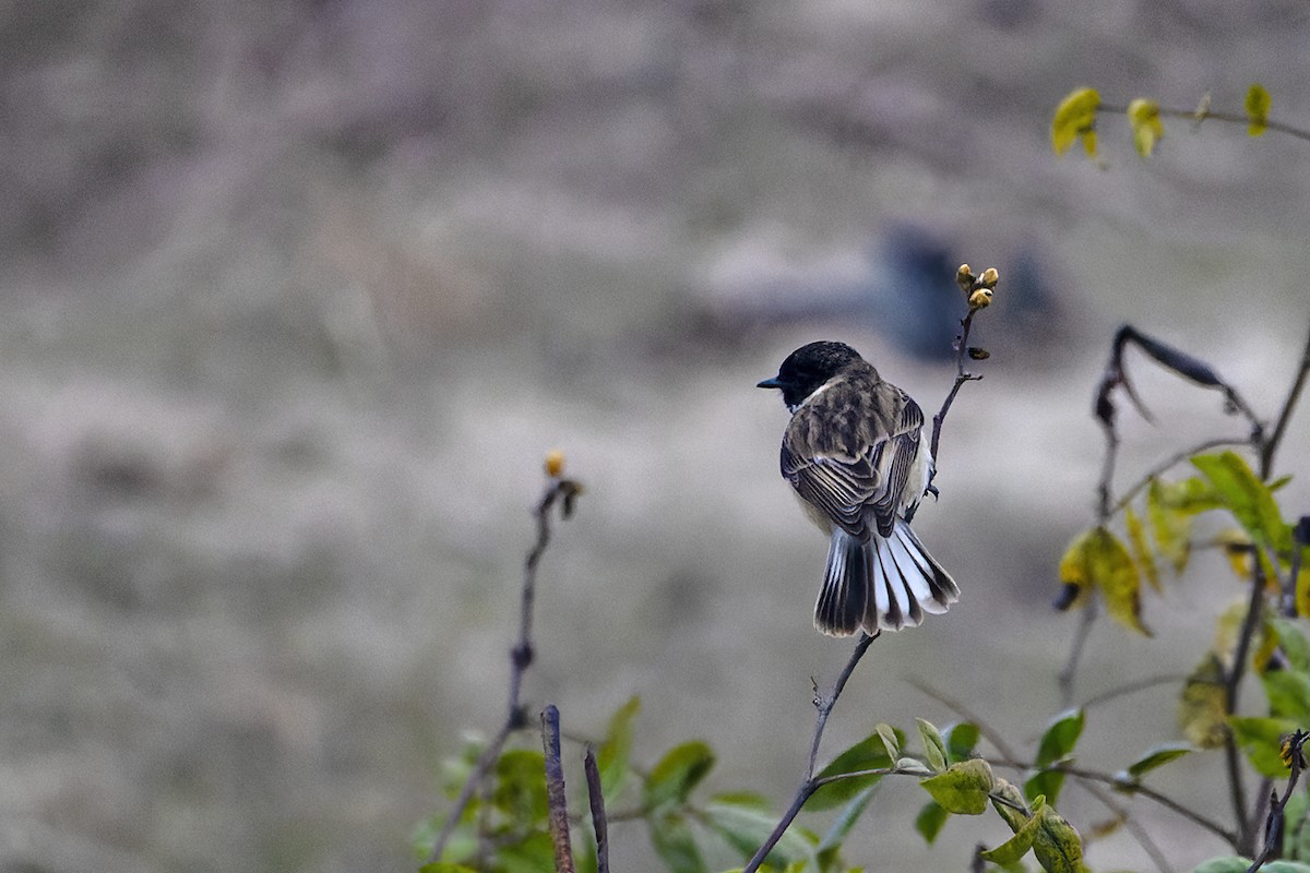 White-tailed Stonechat - ML614779982