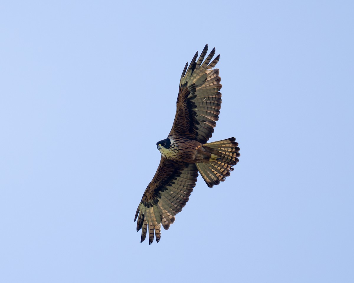 Rufous-bellied Eagle - ML614780028