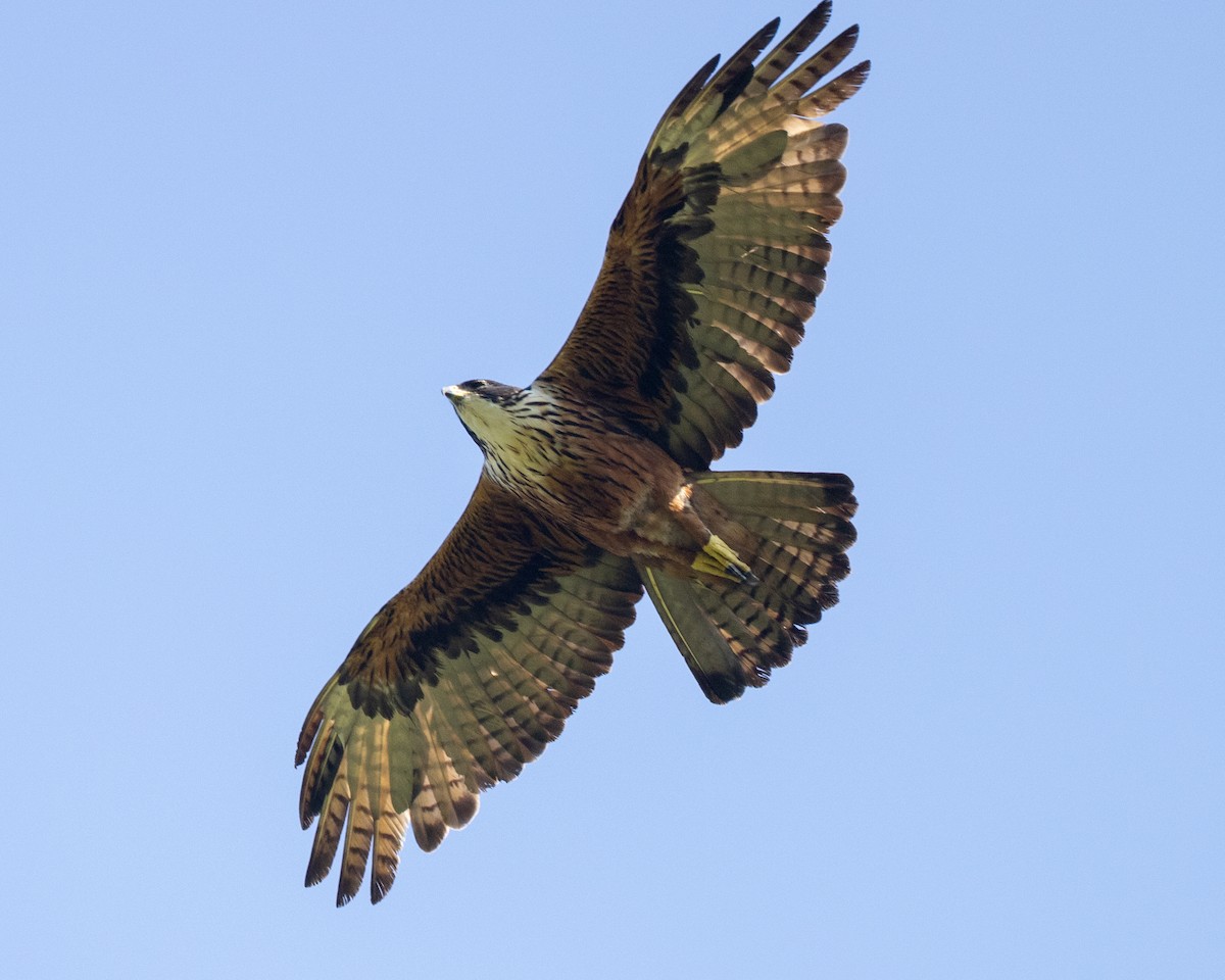 Rufous-bellied Eagle - ML614780030