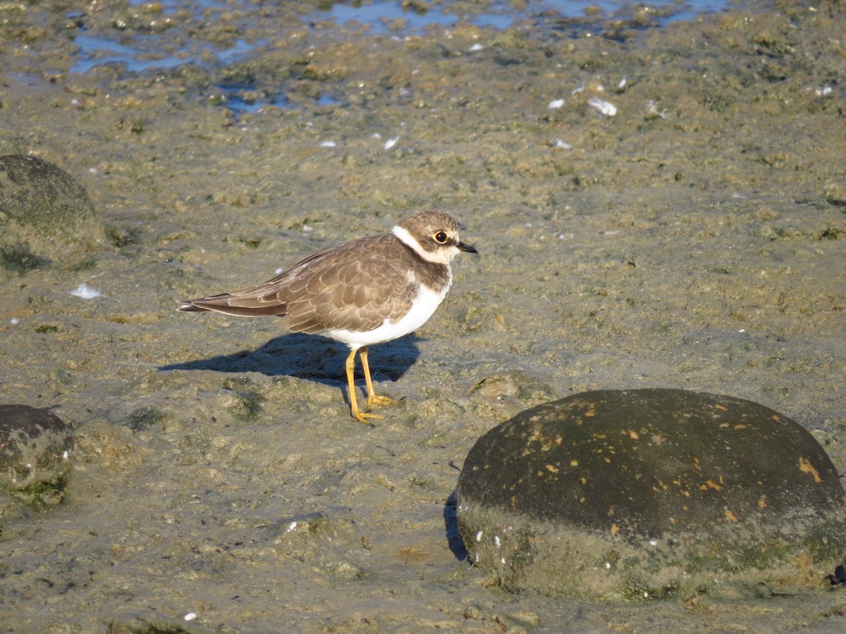 Little Ringed Plover - Gary Prescott