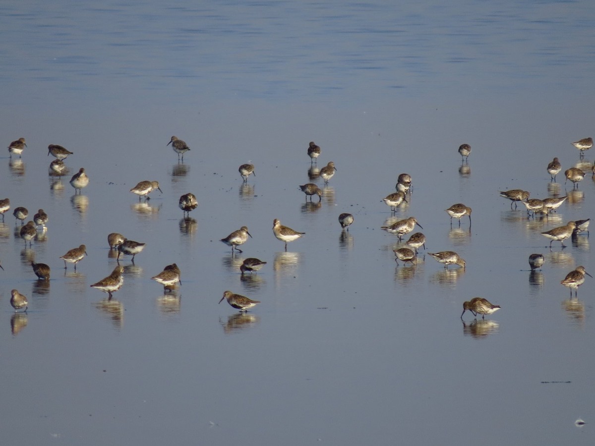 Dunlin - ML614780072