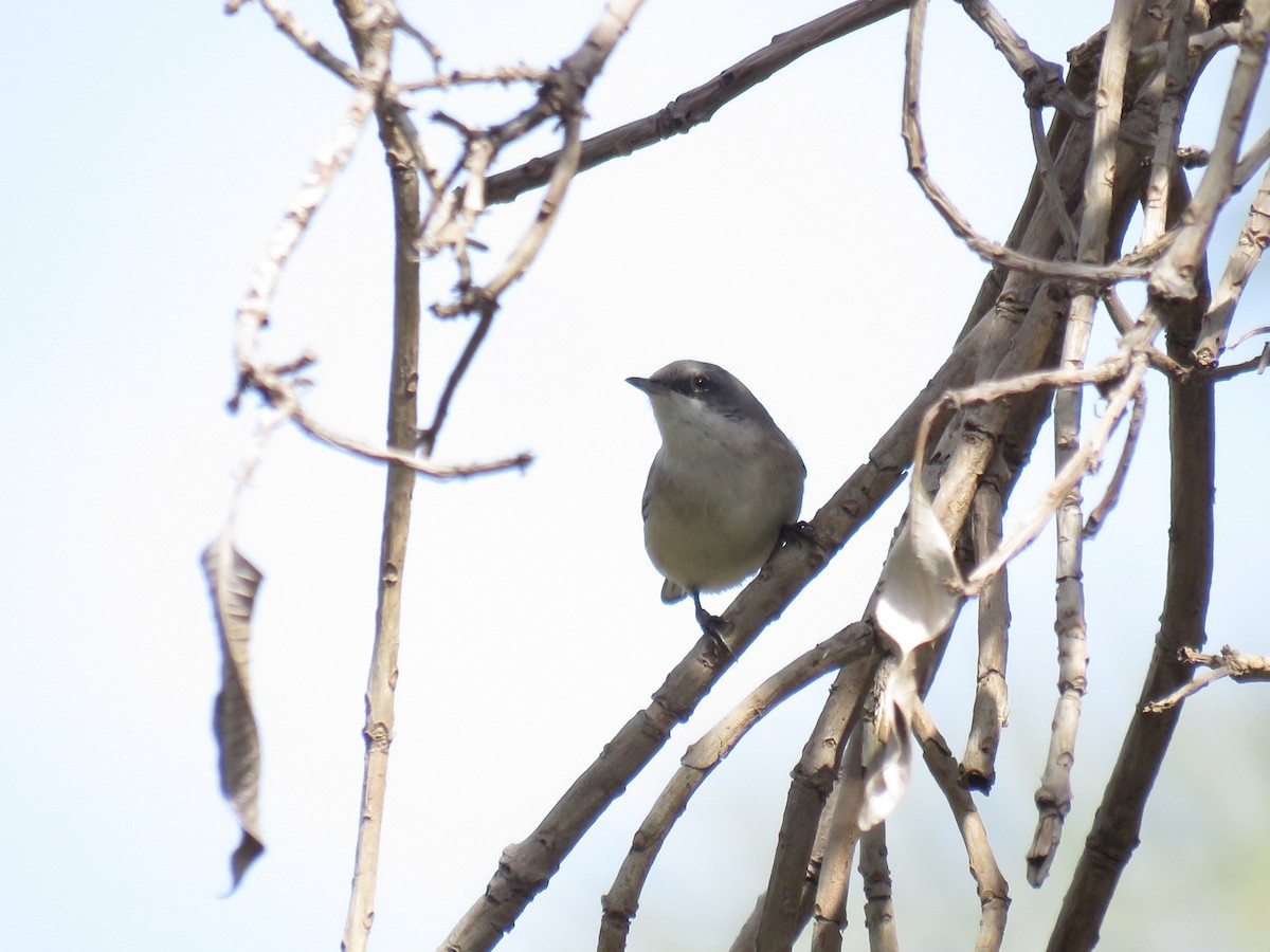 Lesser Whitethroat (Desert) - ML614780118