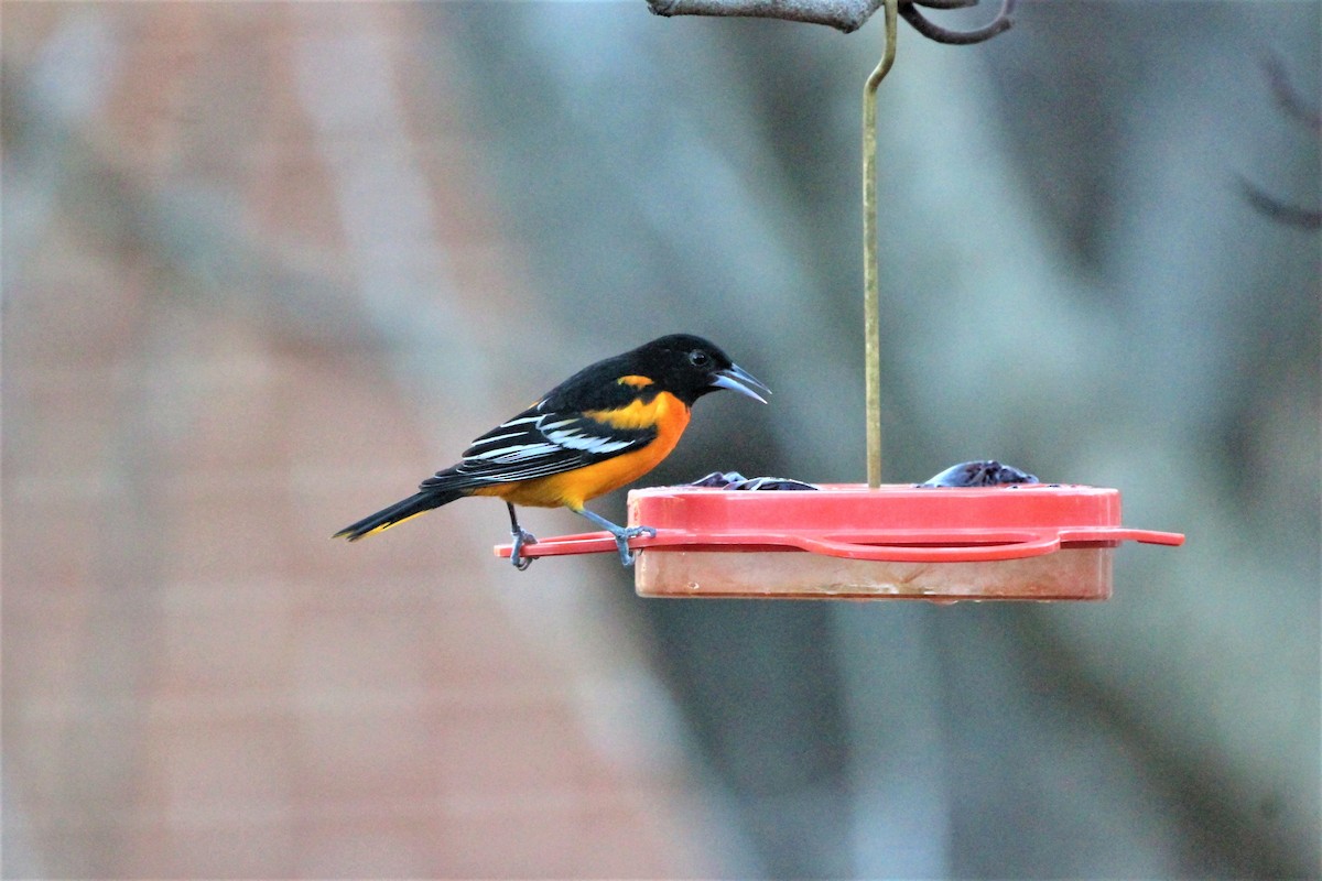 Baltimore Oriole - ML614780119