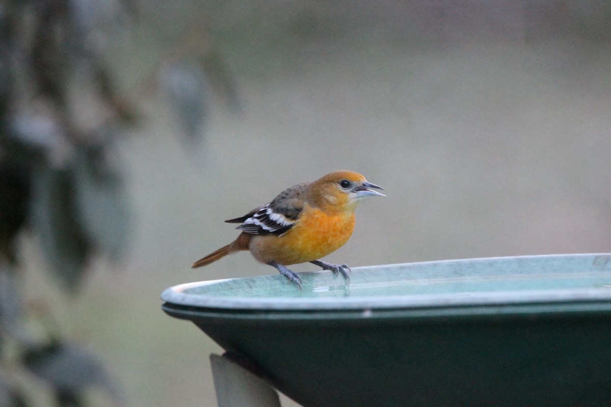 Baltimore Oriole - ML614780122