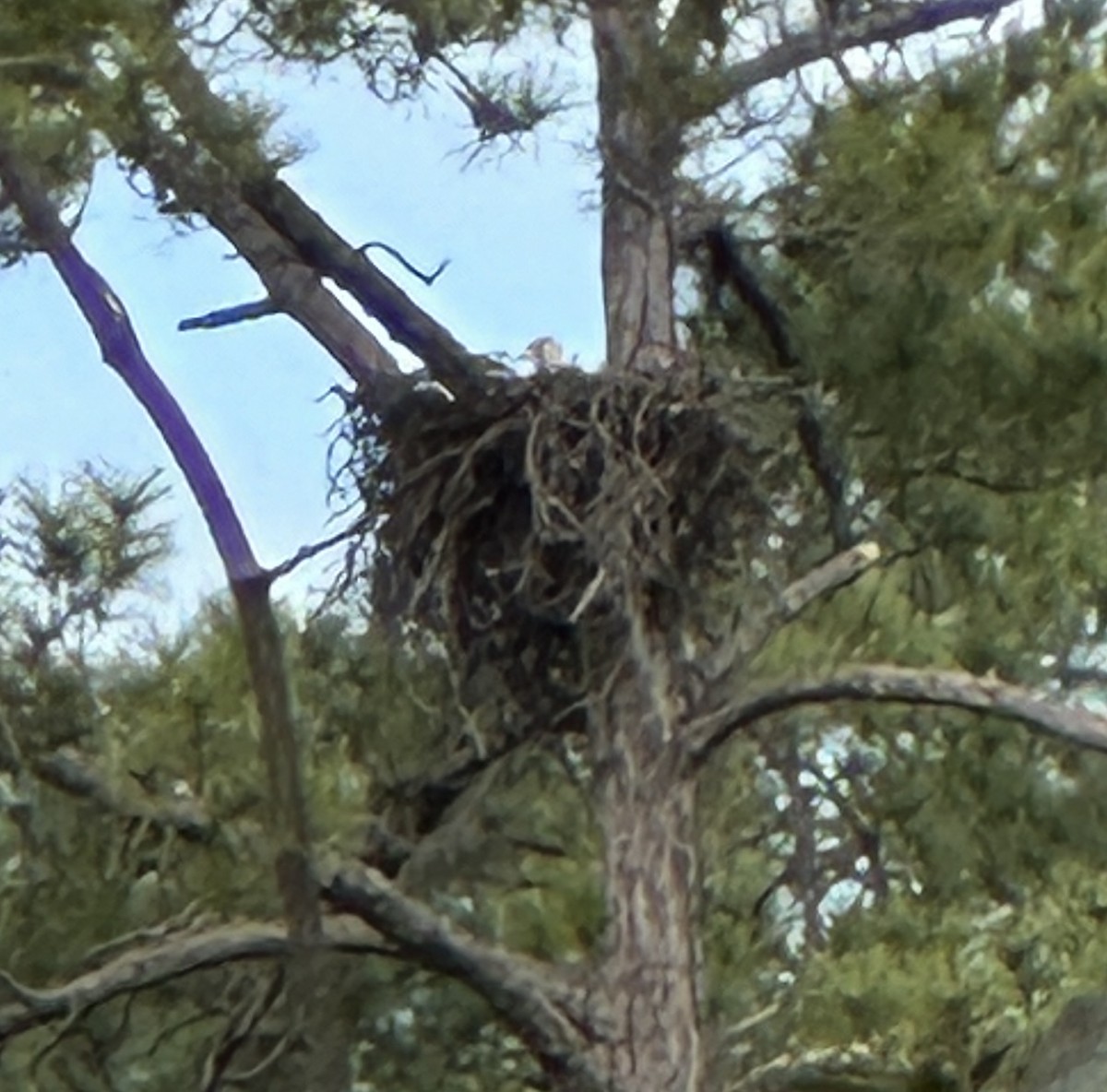 Bald Eagle - ML614780262