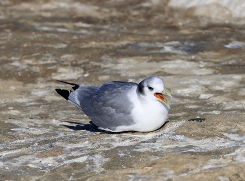 Mouette tridactyle - ML614780302