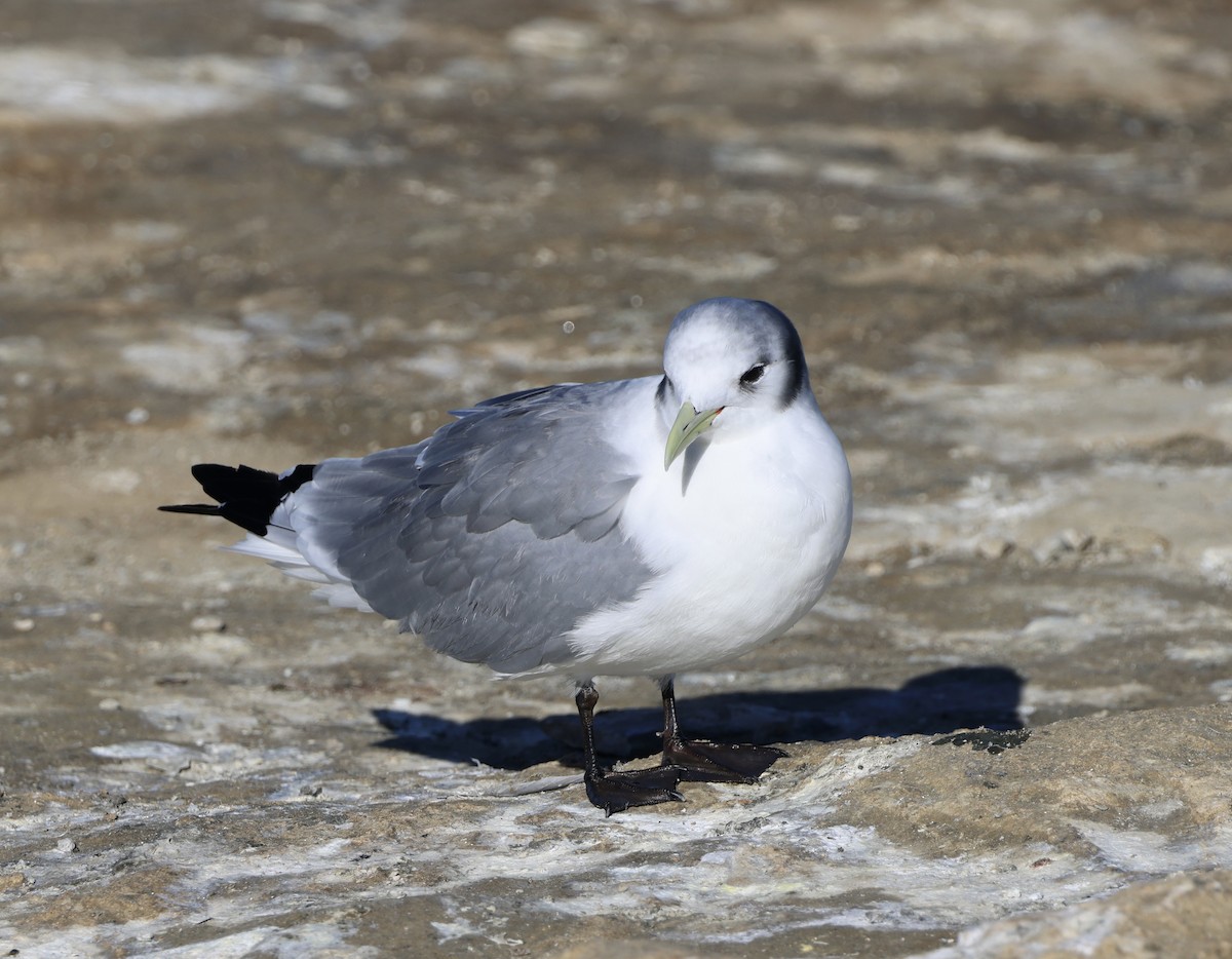 Mouette tridactyle - ML614780303