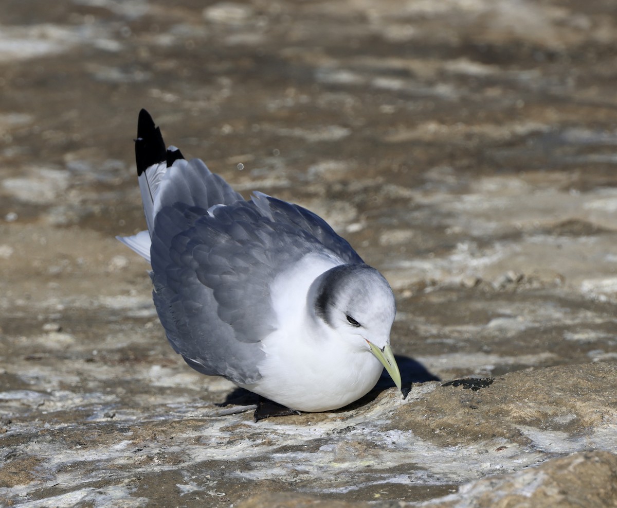 Mouette tridactyle - ML614780306