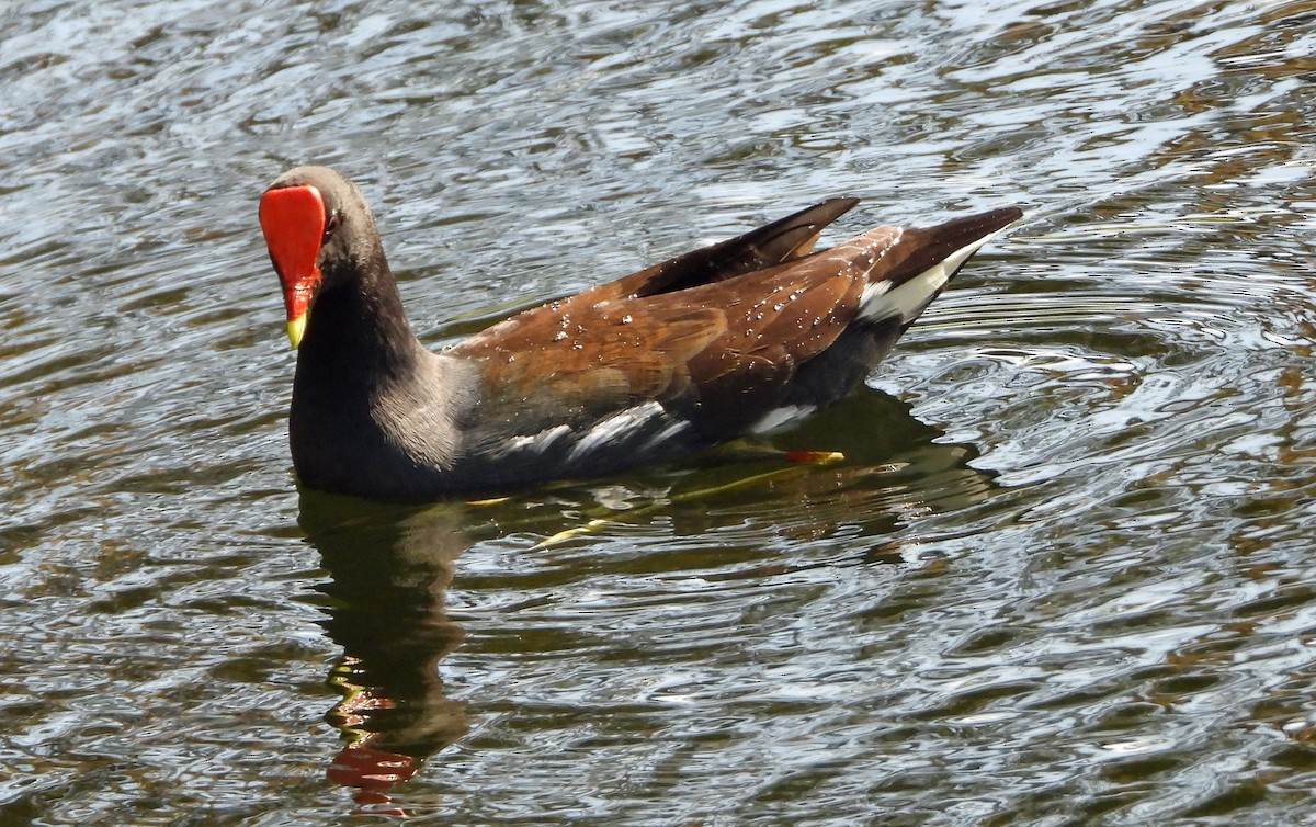 Common Gallinule - ML614780379