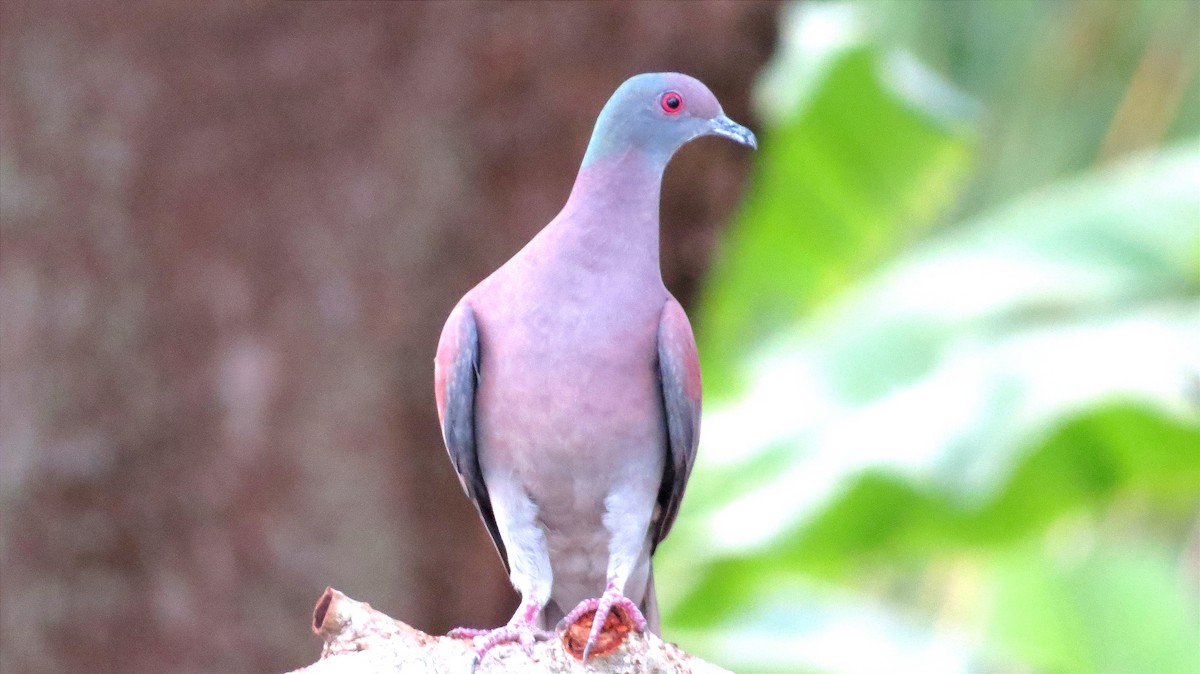 Pale-vented Pigeon - ML614780386