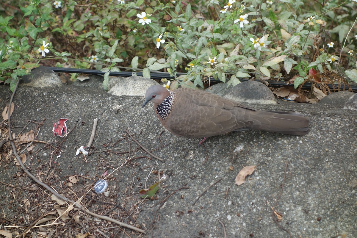 Spotted Dove - ML614780390