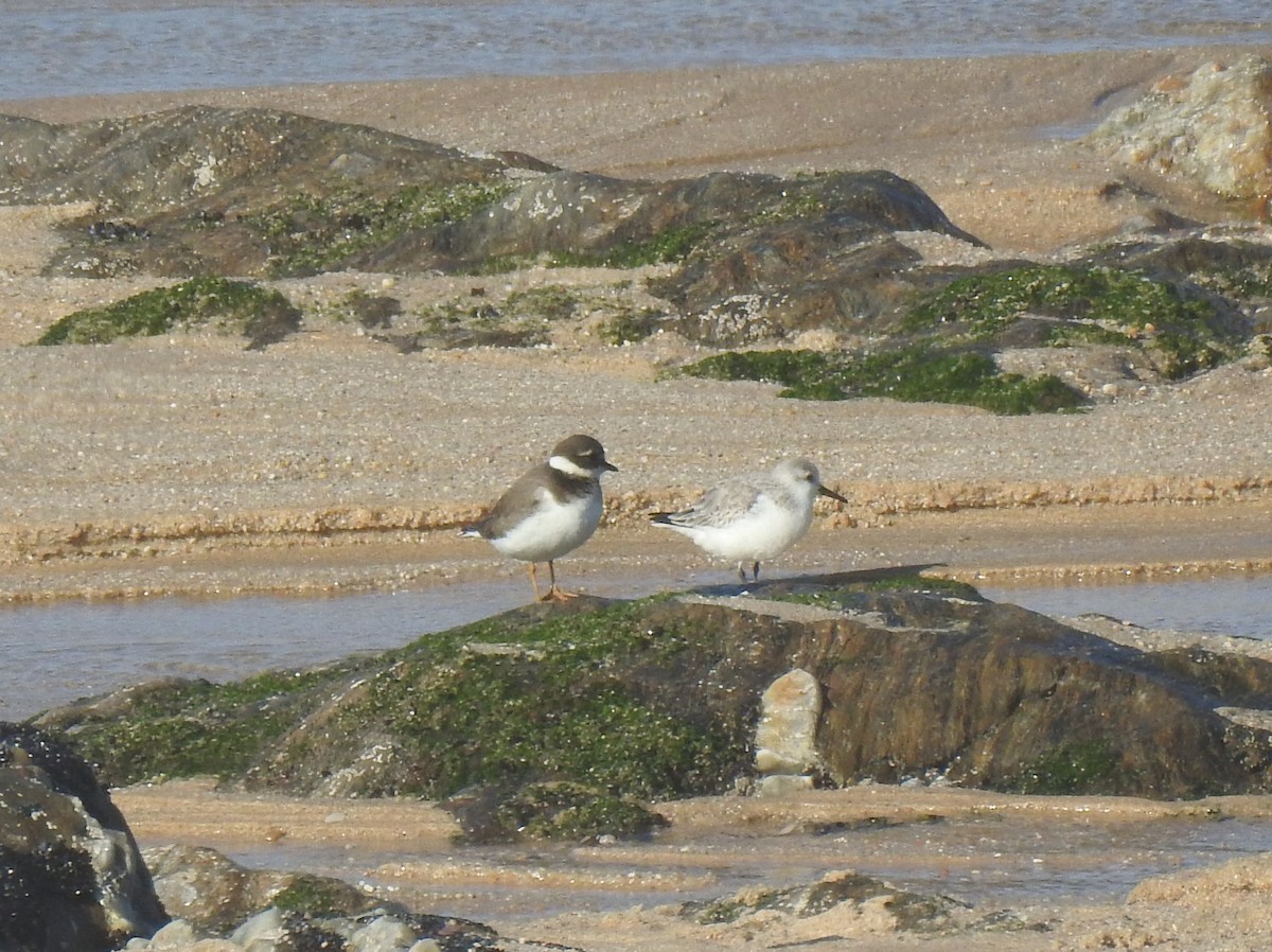 Хүзүүвчит хиазат - ML614780394