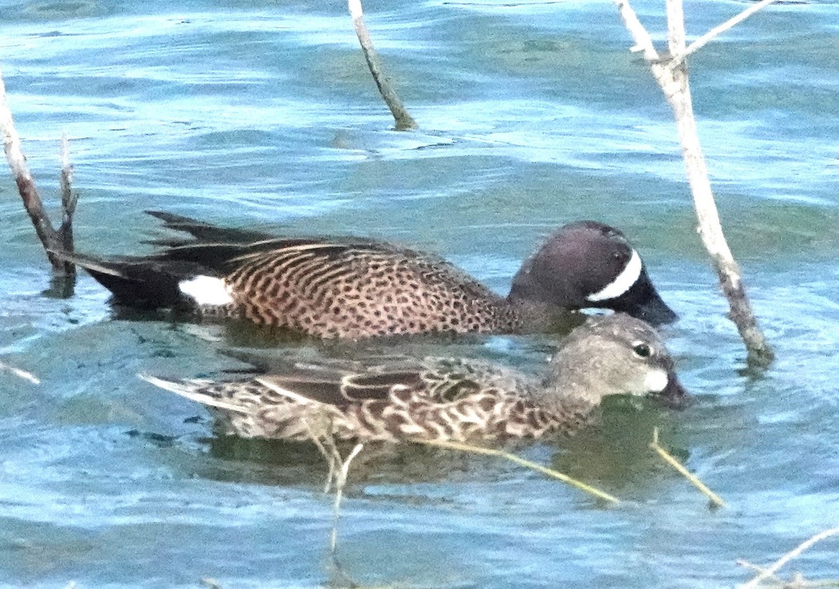 Blue-winged Teal - Chuck Hignite