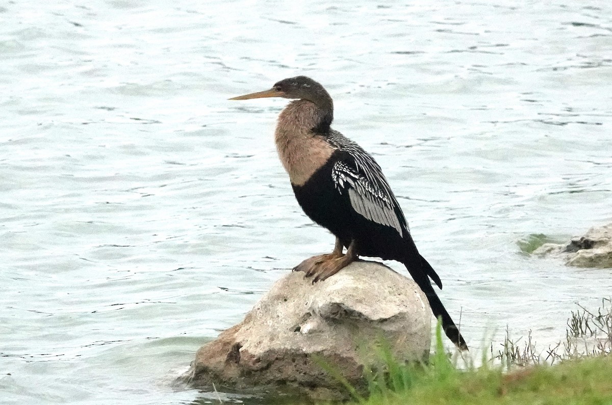 Anhinga d'Amérique - ML614780460