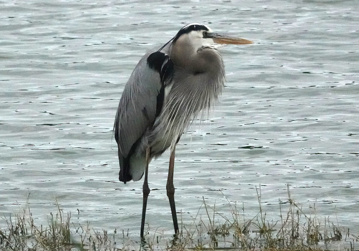 Great Blue Heron - ML614780479