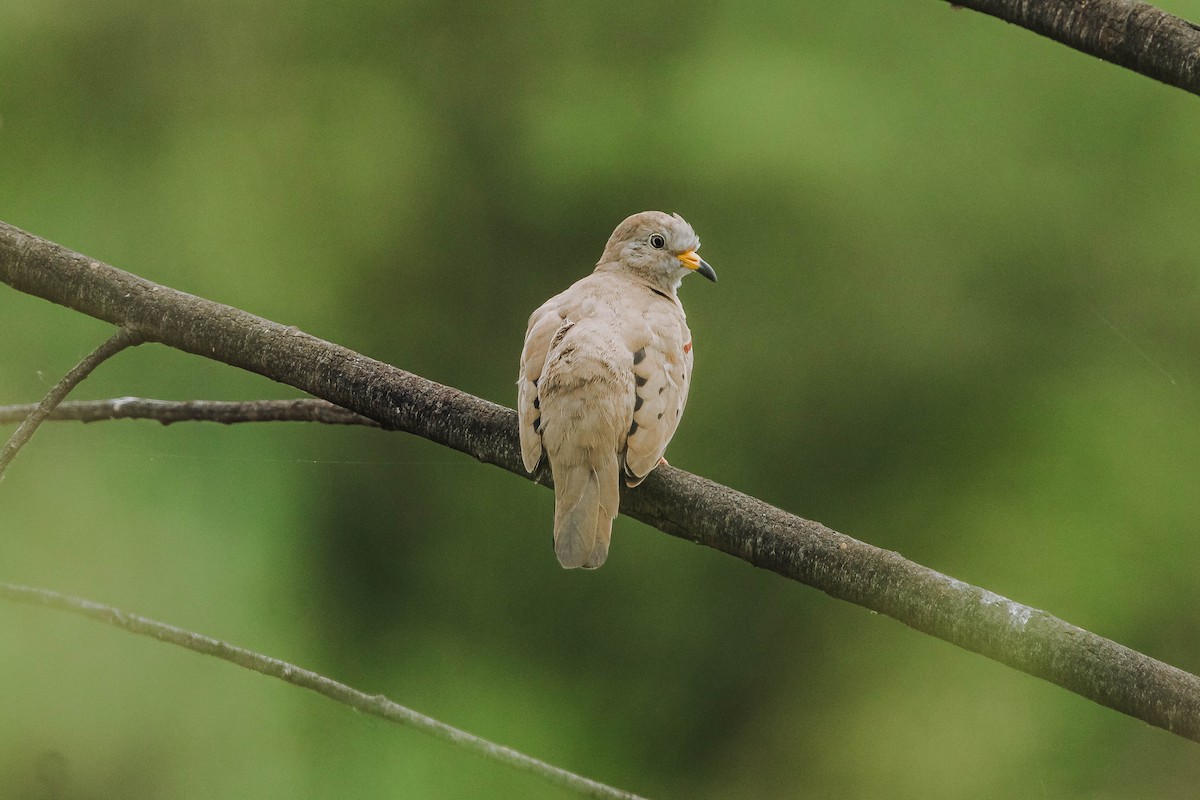 Peru Serçe Kumrusu - ML614780486