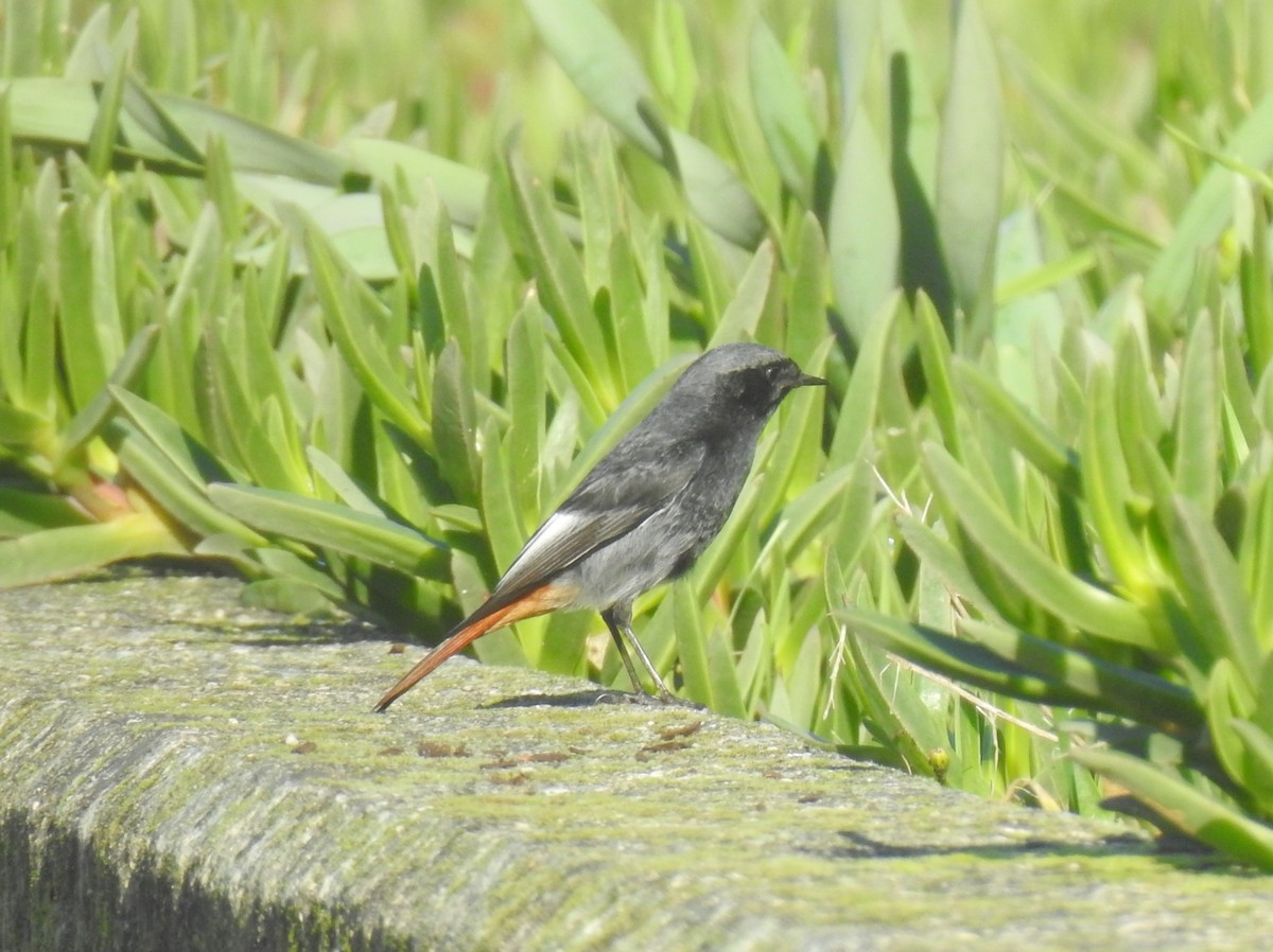 Мойлон гал сүүлт - ML614780529