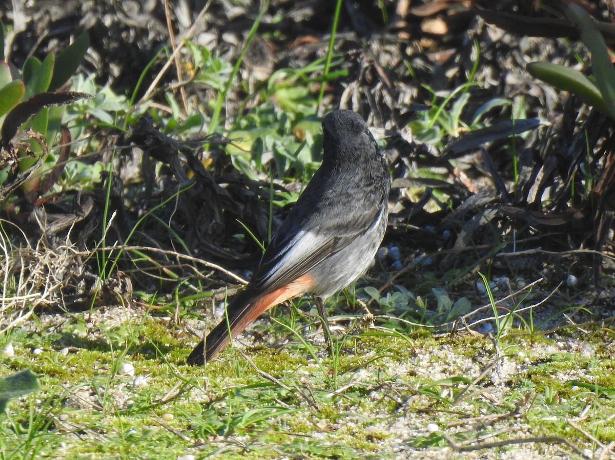 Мойлон гал сүүлт - ML614780530