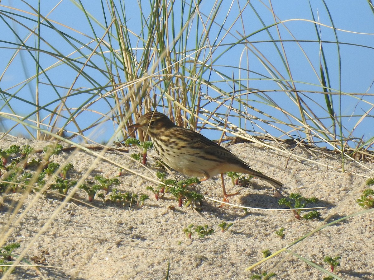 Нугын шийхнүүхэй - ML614780559