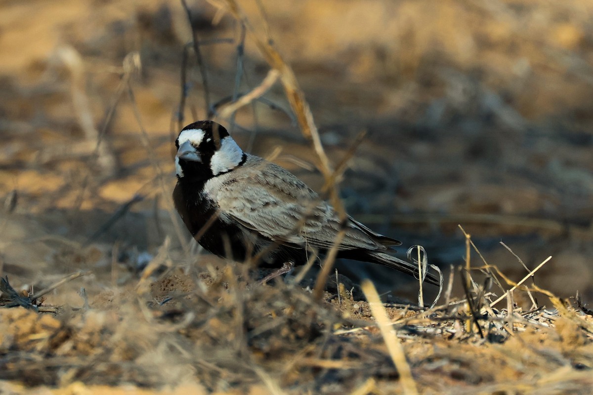 Black-crowned Sparrow-Lark - ML614780570