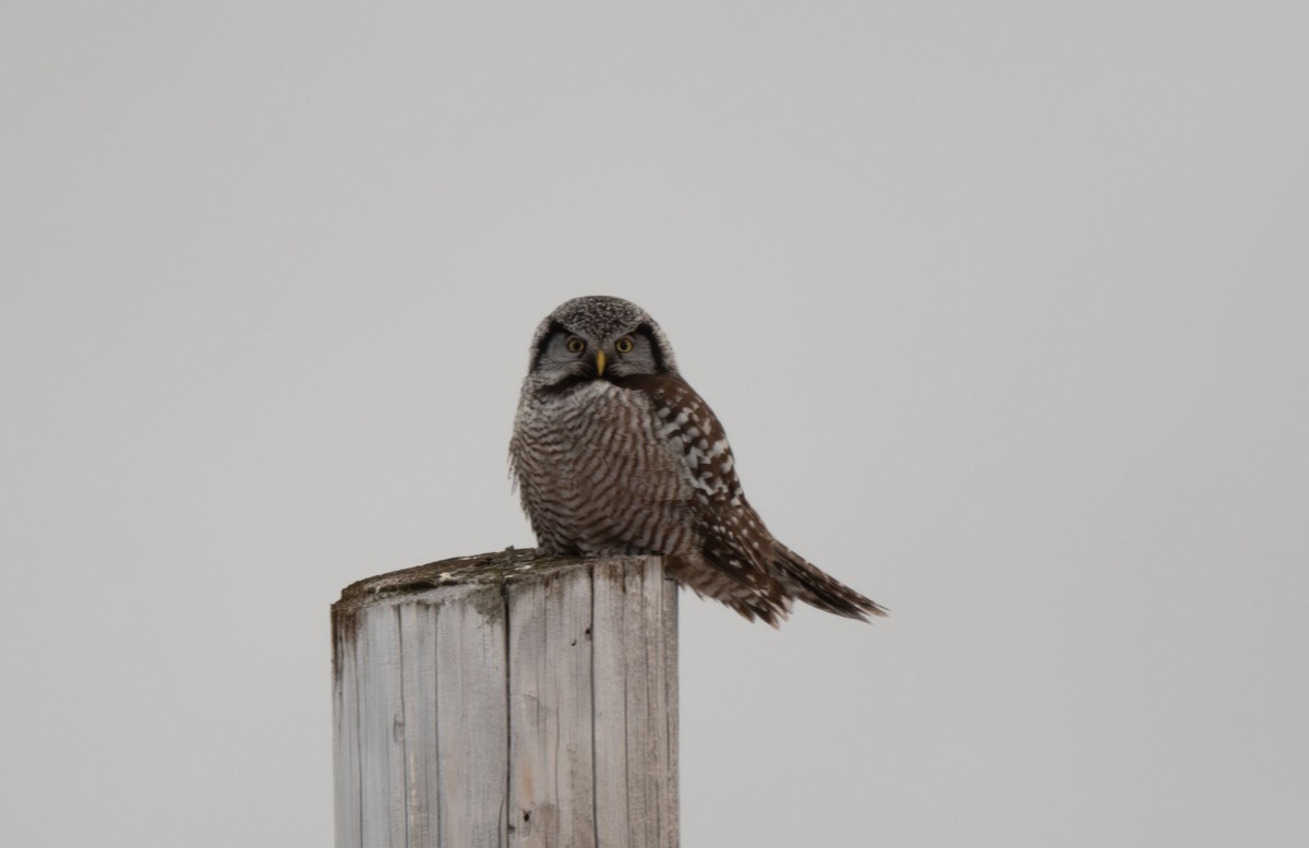 Northern Hawk Owl - ML614780579