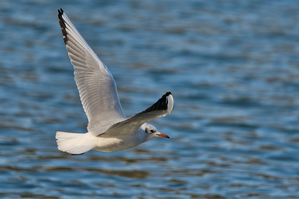 Black-headed Gull - Nicola Marchioli