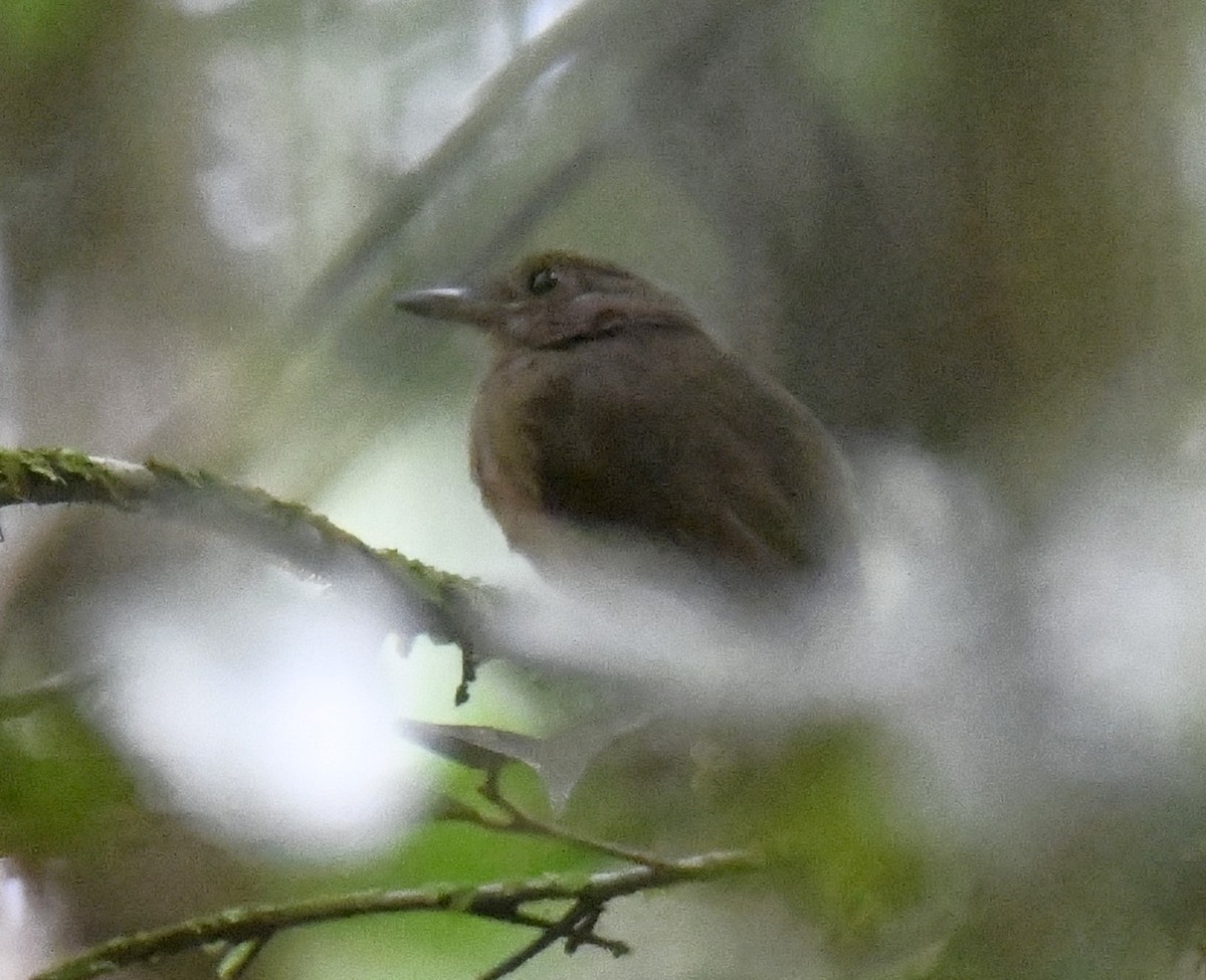 Cinereous Antshrike - ML614780604