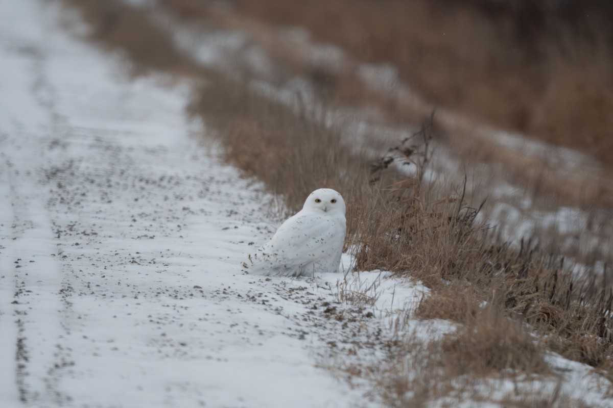Snowy Owl - ML614780631