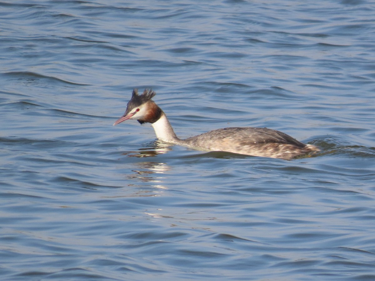 Great Crested Grebe - ML614780662
