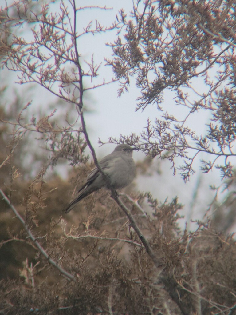 Townsend's Solitaire - ML614780677
