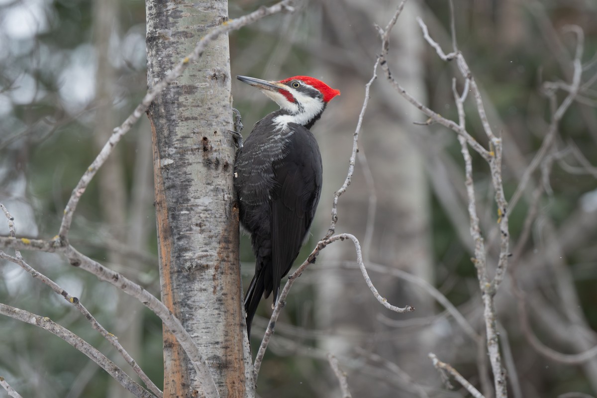 Pileated Woodpecker - ML614780678