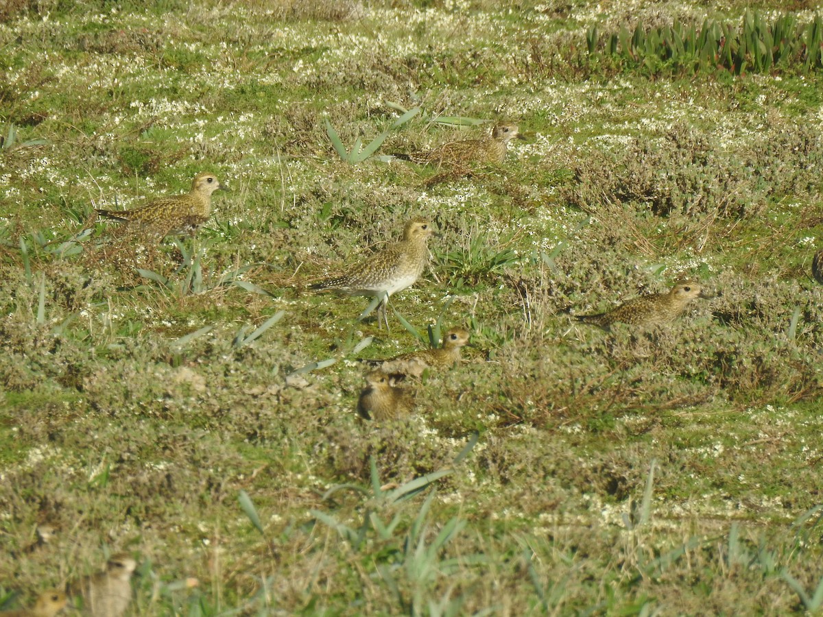 European Golden-Plover - ML614780685