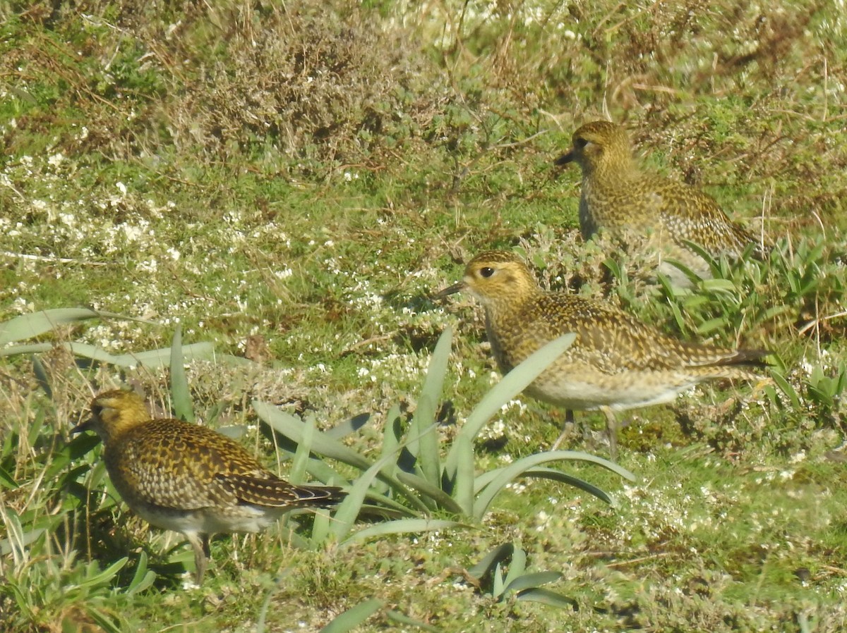 European Golden-Plover - ML614780697