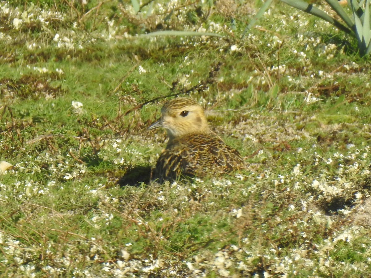 European Golden-Plover - ML614780718