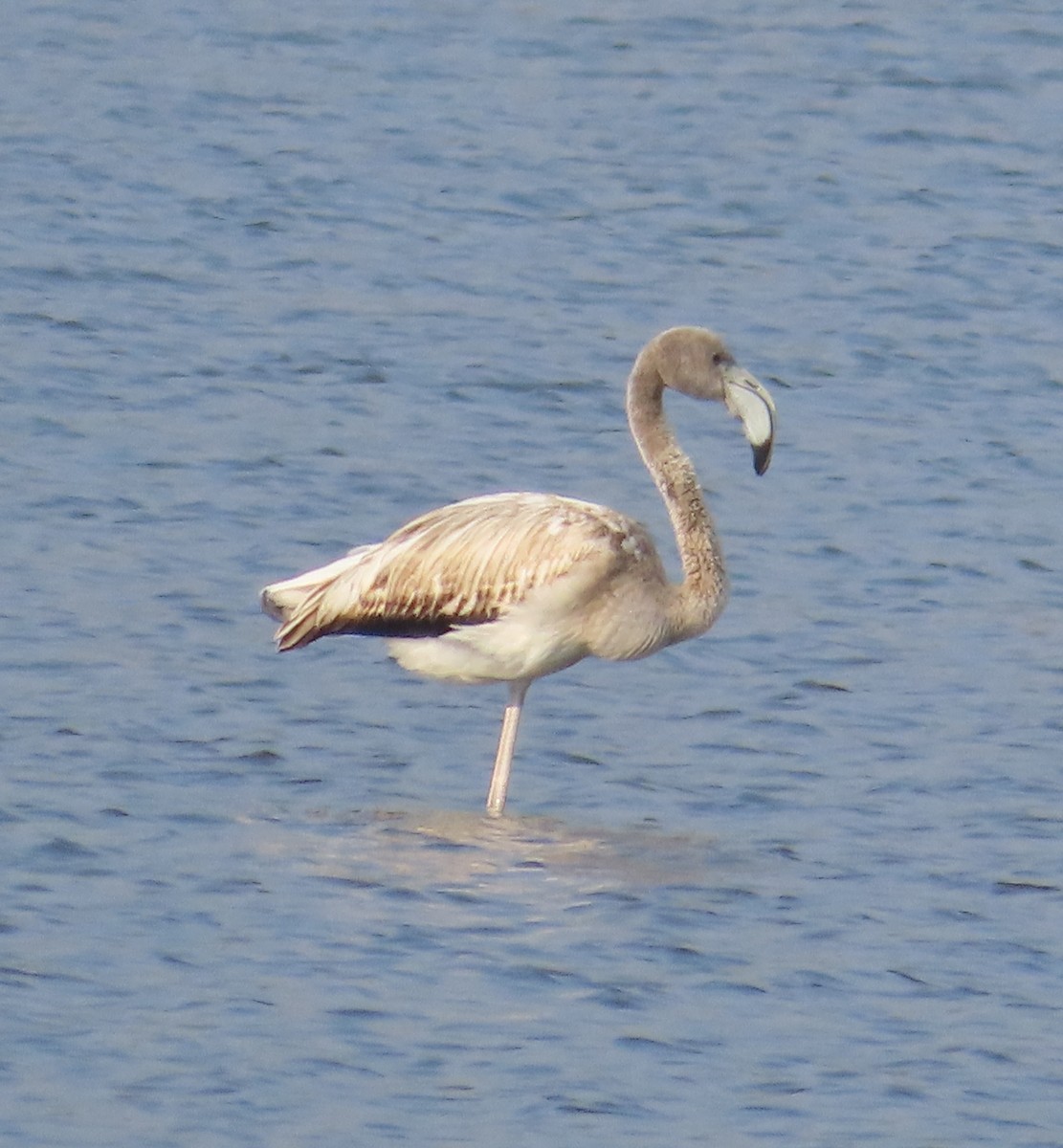 Greater Flamingo - ML614780737